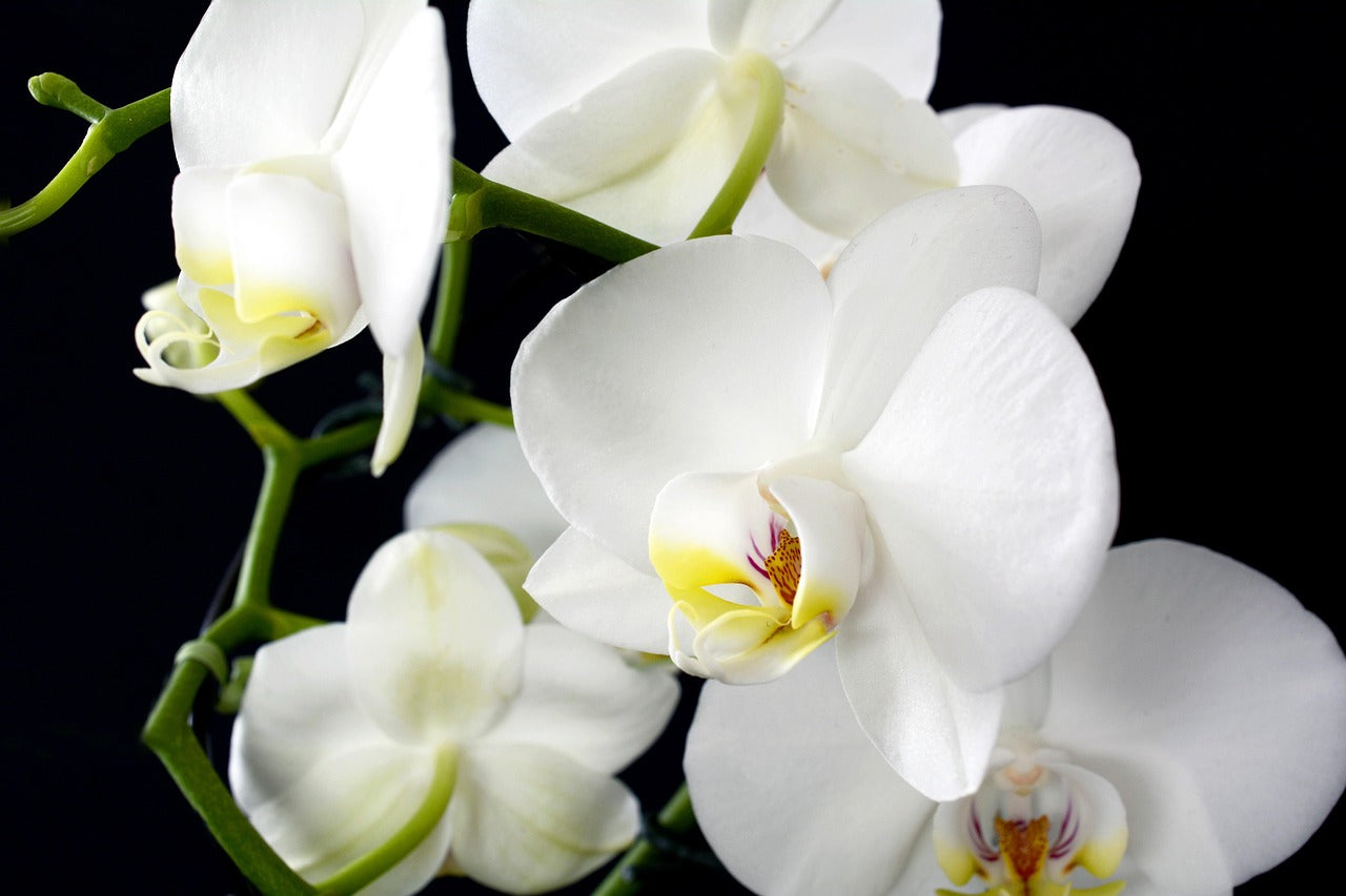 Elegant White Orchid – Live Blooming Plant | Low Maintenance & Long-Lasting Beauty