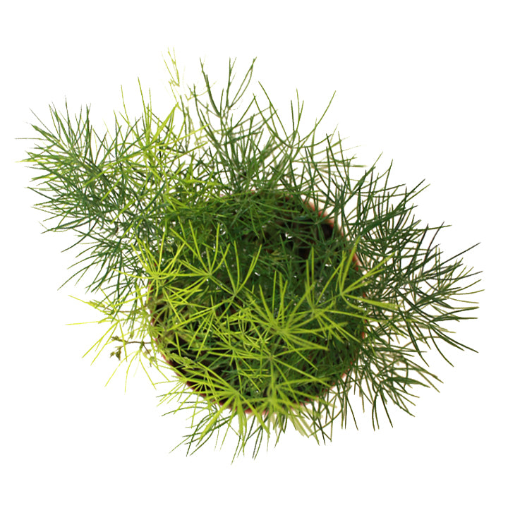 asparagus spp. 'asparagus fern'