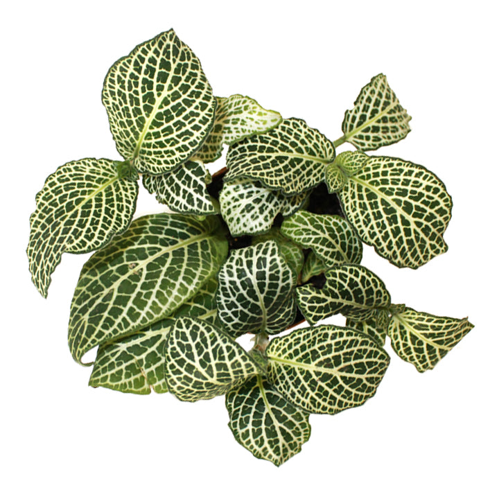 fittonia albivenis 'white nerve plant'