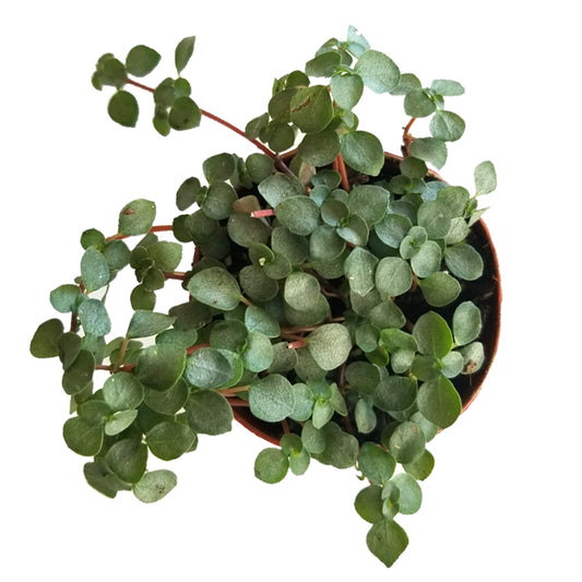 pilea glauca 'aquamarine'