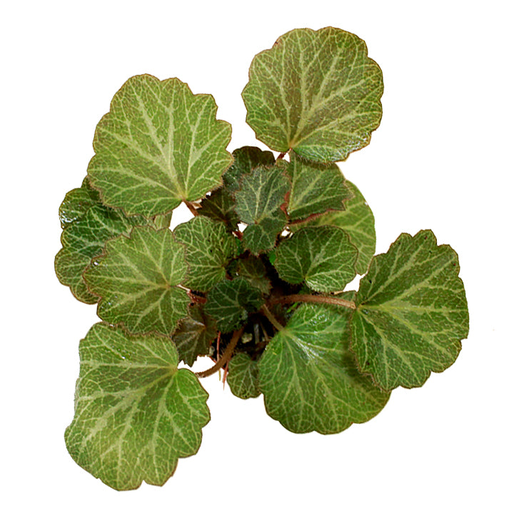 saxifraga stolonifera 'strawberry begonia'