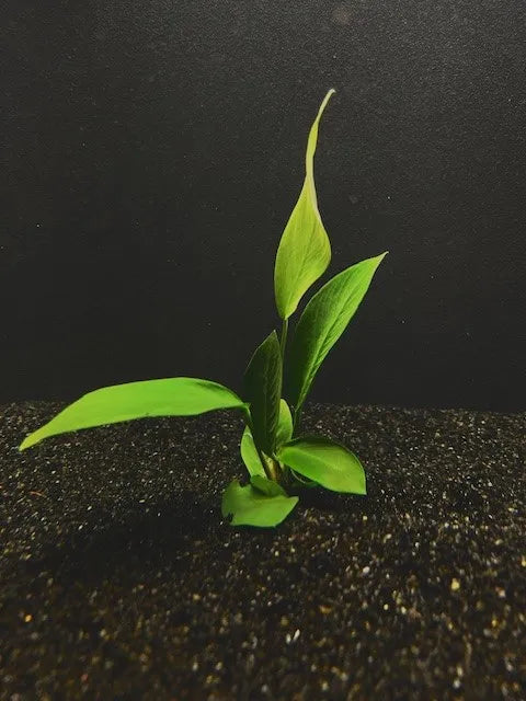 Anubias Frazeri