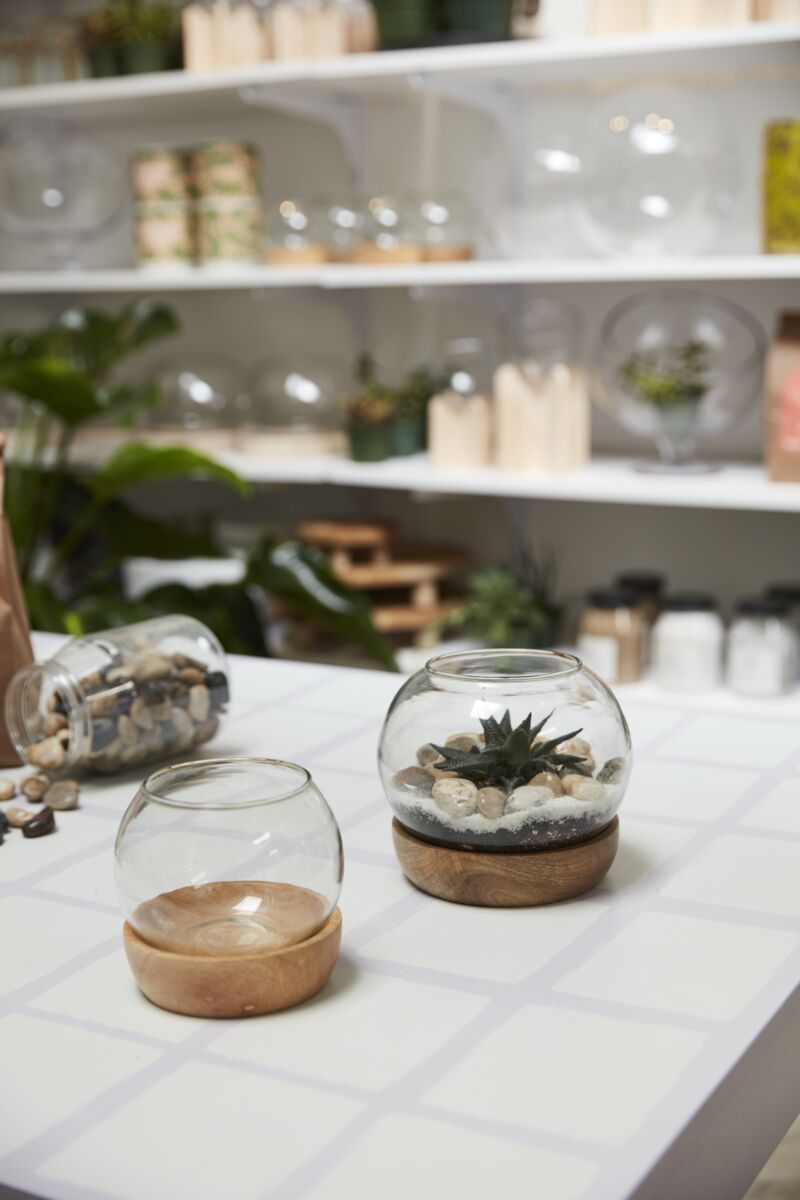 Full View Terrarium – 360° Panoramic Living Ecosystem