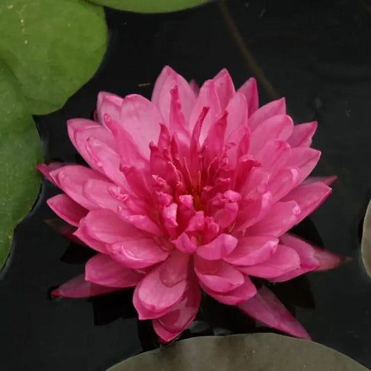 FUSCHIA POMPOM Hardy Water Lily – Live Aquatic Pond Plant