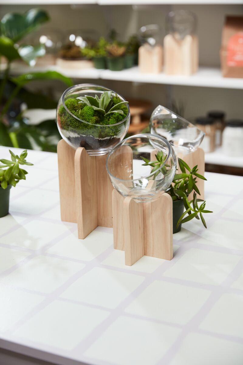 Gazer Terrarium – Immersive Living Display