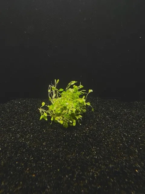 Glossostigma (Glossostigma elatinoides) Live aquarium Plant