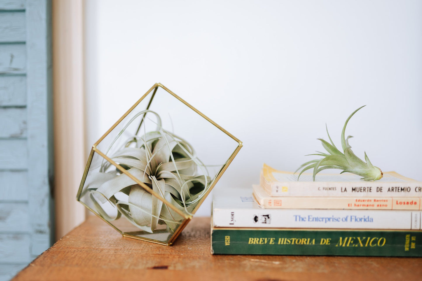 Heptahedron Geometric Glass Terrarium - Gold Metallic Finish - Trendy Holder For Tillandsia Air Plants