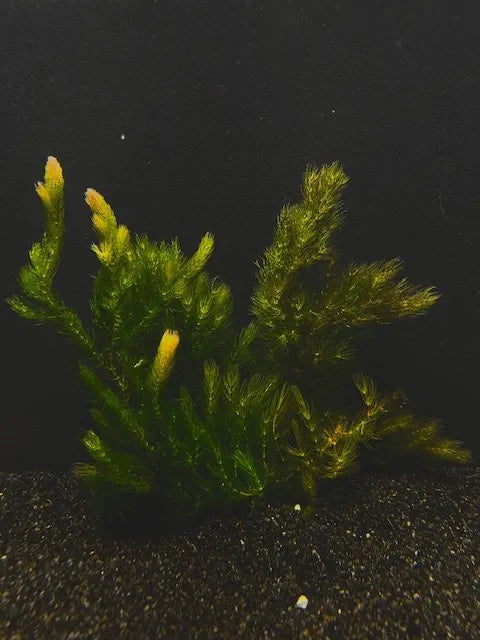 Hornwort (Ceratophyllum demersum) Live aquarium Plant