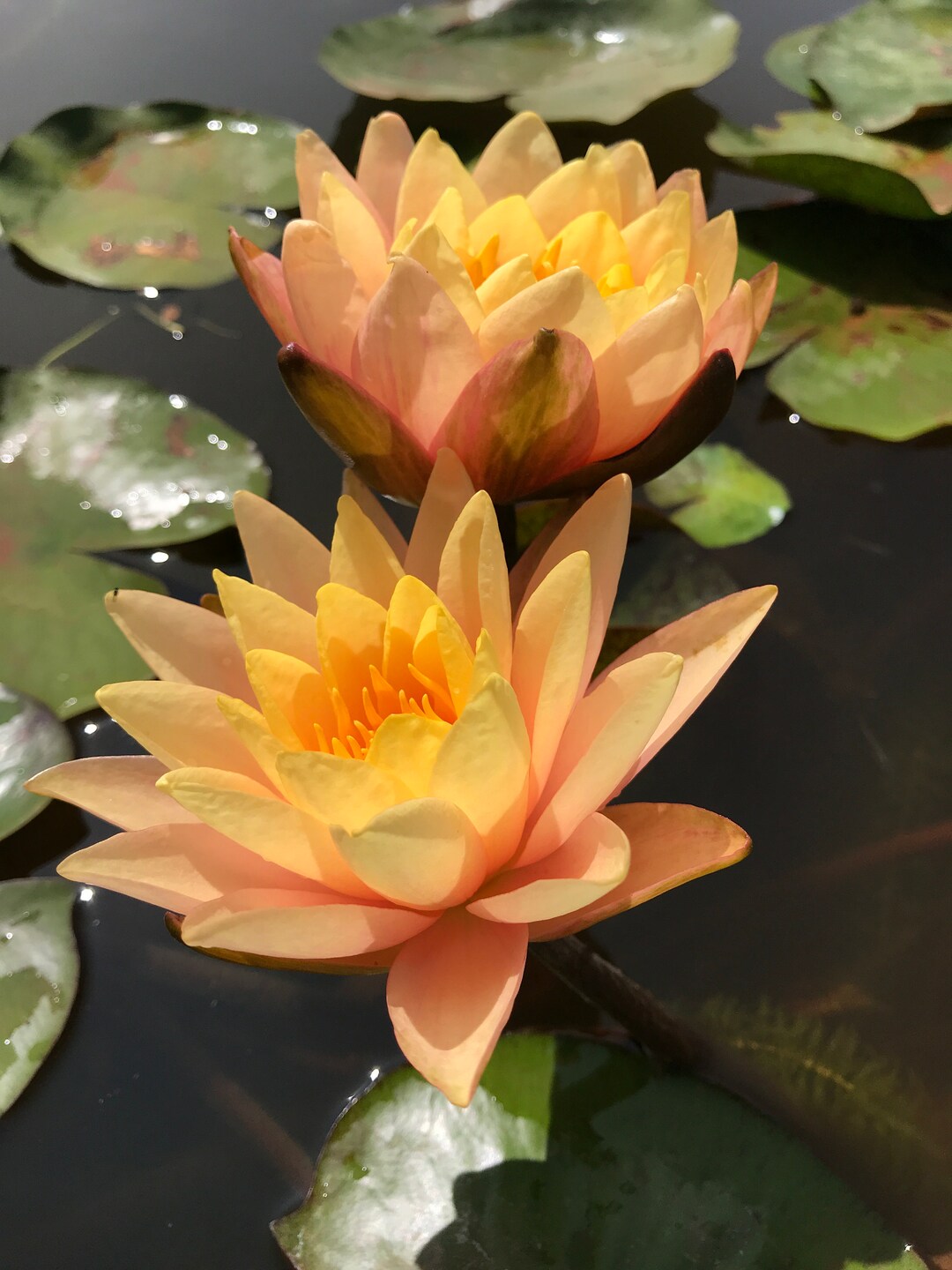 SIAM SUNSET Hardy Water Lily – Live Aquatic Pond Plant