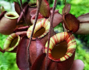 Nepenthes Ventricosa x Ampullaria 'Black Miracle' – Rare Carnivorous Pitcher Plant