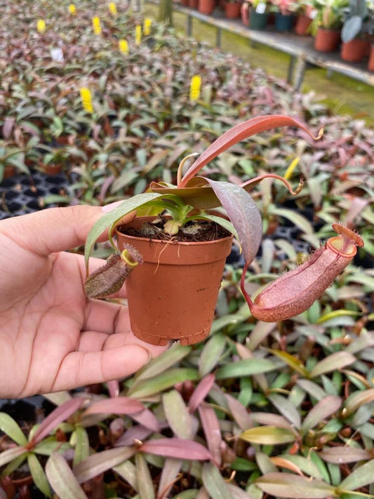 2-Inch Nepenthes Rebecca Soper – 45 Pack Bulk Case