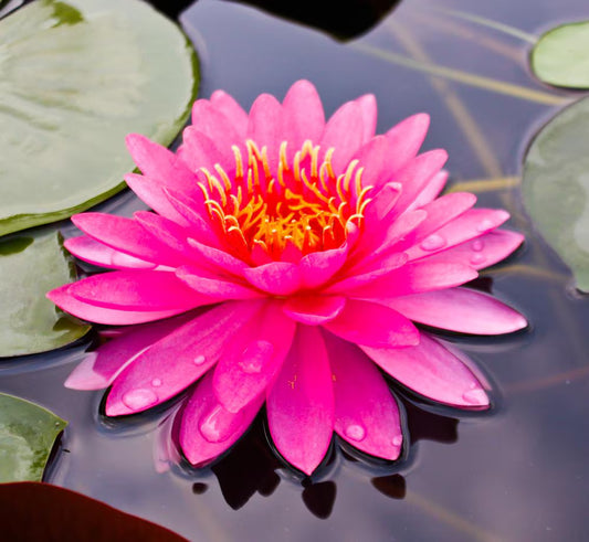 MISS SIAM Hardy Water Lily – Live Aquatic Pond Plant