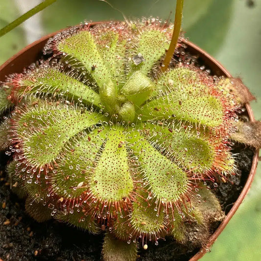 Drosera Spatulata – 45 Pack Bulk/Wholesale Sundews