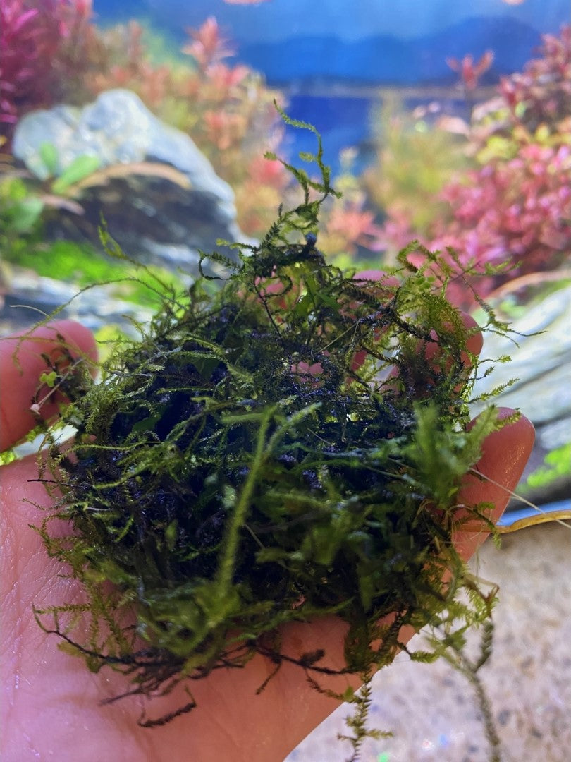 Java Moss