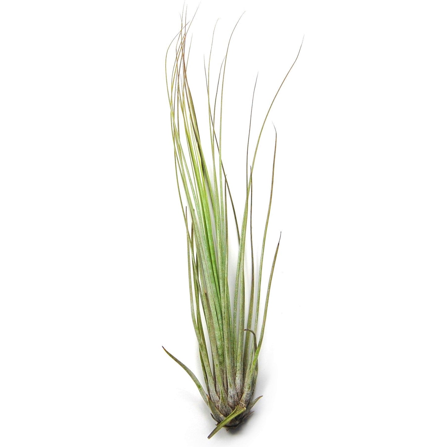 Tillandsia Juncifolia Air Plants