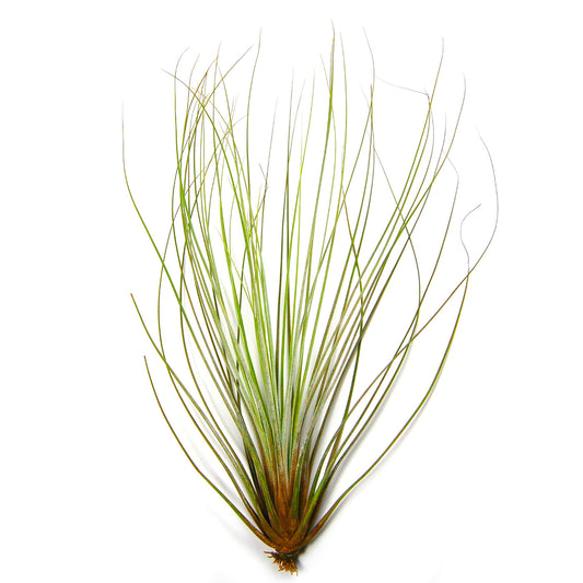 Large Tillandsia Juncifolia Air Plants /  8-12 Inch Plants