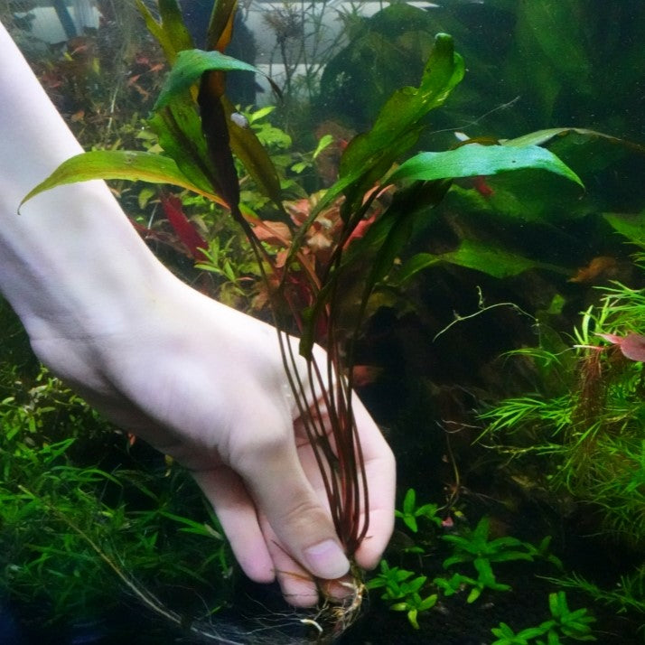 Large Cryptocoryne