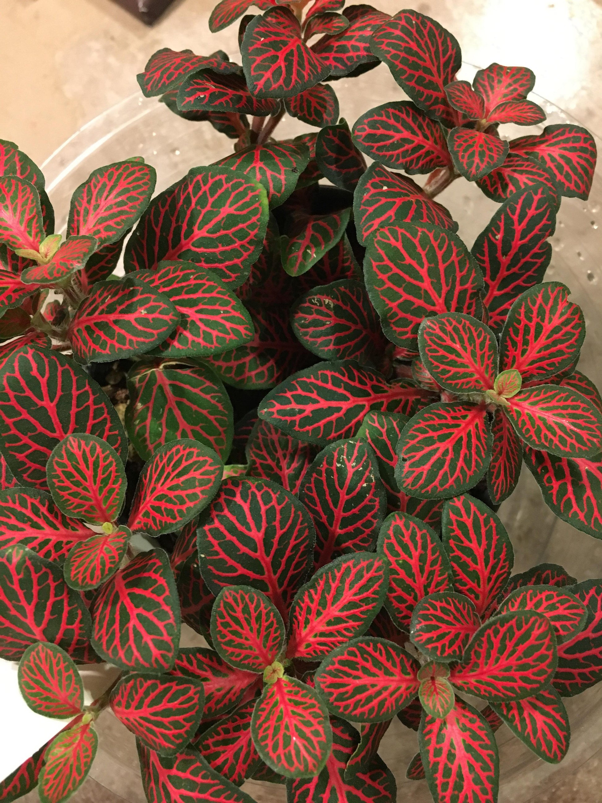 red vein indoor plant fittonia albivenis 'red nerve – Enchanted Grow