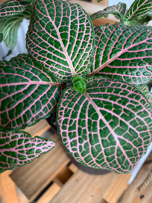 fittonia albivenis 'pink nerve plant'