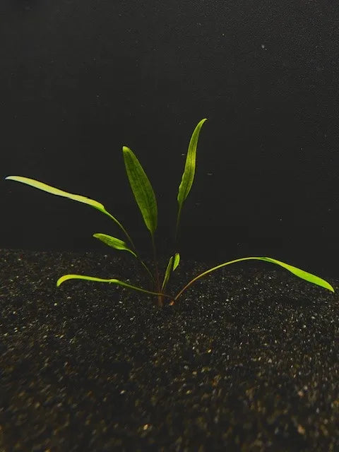 Cryptocoryne Lucens