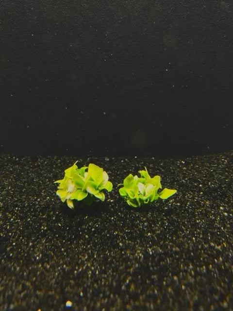 Anubias Nana Golden clump