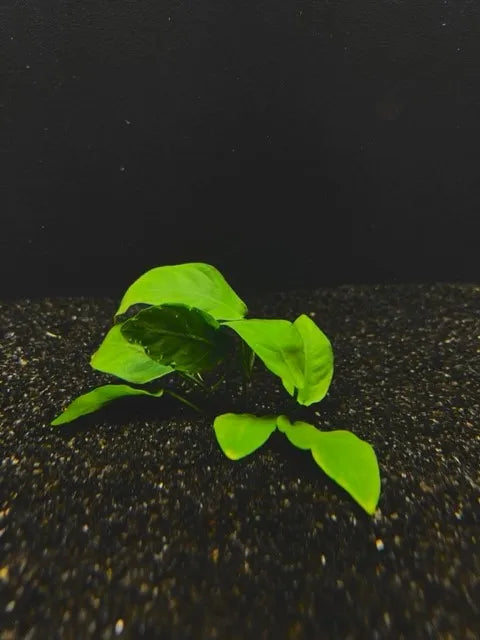 Anubias Nana