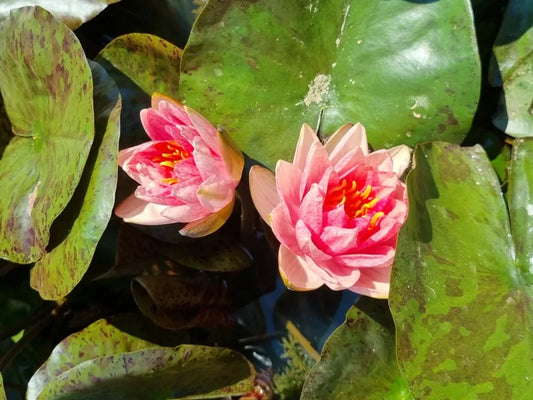 BERIT STRAWN Hardy Water Lily – Live Aquatic Pond Plant