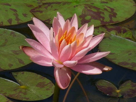 COLORADO Hardy Water Lily – Live Aquatic Pond Plant