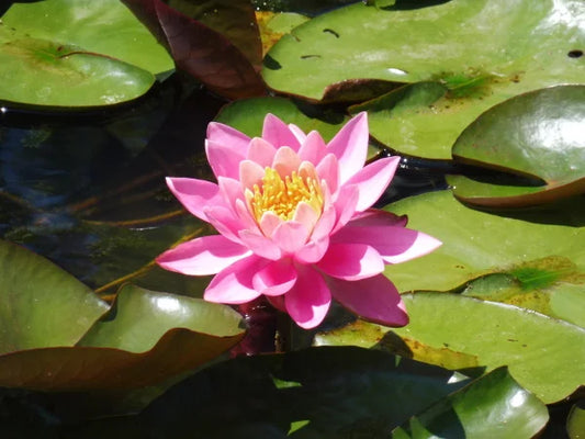FIRECREST Hardy Water Lily – Live Aquatic Pond Plant