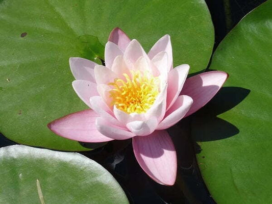CARNEA Hardy Water Lily – Live Aquatic Pond Plant
