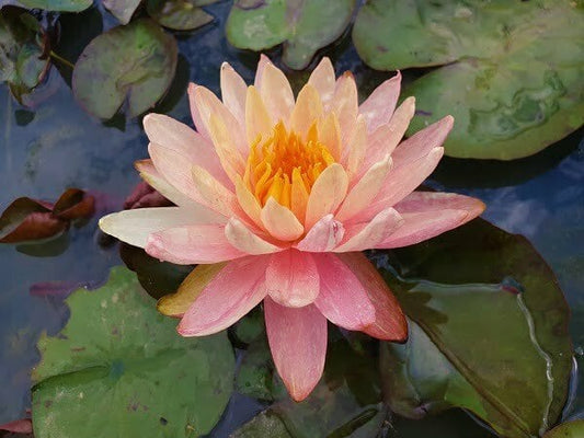 PEACH GLOW Hardy Water Lily – Live Aquatic Pond Plant