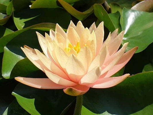 PATIO JOE Hardy Water Lily – Live Aquatic Pond Plant