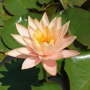 PATIO JOE Hardy Water Lily – Live Aquatic Pond Plant
