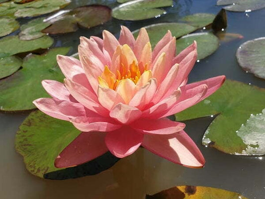 PERRY'S ORANGE SUNSET Hardy Water Lily – Live Aquatic Pond Plant