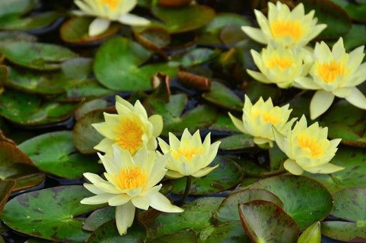 HELOVIA (YELLOW) Hardy Water Lily – Live Aquatic Pond Plant