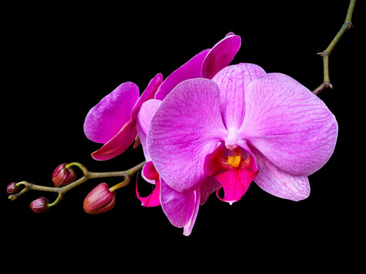 Stunning Pink Orchid – Live Phalaenopsis Orchid Plant | Elegant & Easy Care