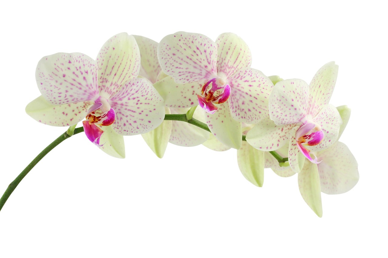 Exotic Speckled Phalaenopsis Orchid – Live Blooming Plant | Unique & Elegant