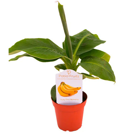 4-inch Patio Fruit Banana – Tropical Starter Plant – 15 Unit Case