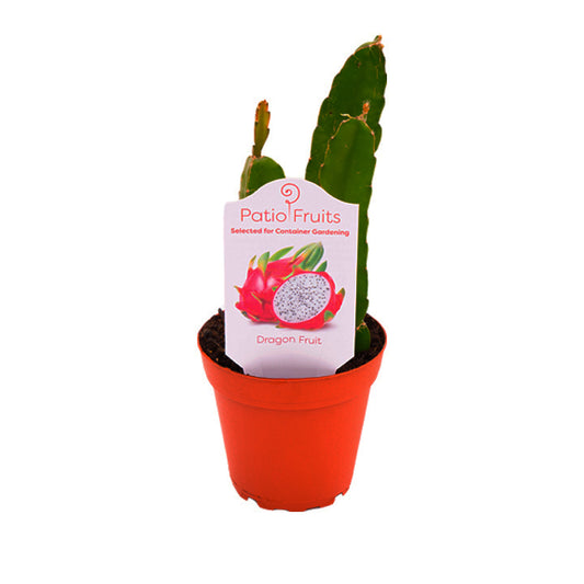 Dragon Fruit Patio Fruit Plant