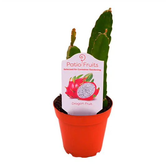 4-inch Patio Fruit Dragon Fruit – Climbing Cactus – 15 Unit Case