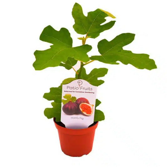 4-inch Patio Fruit Figs – Classic Patio Fruit – 15 Unit Case