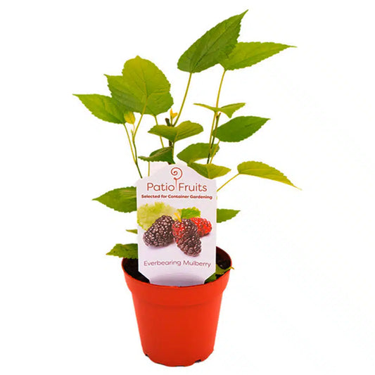 4-inch Patio Fruit Mulberry – Hardy Fruit Plant – 15 Unit Case
