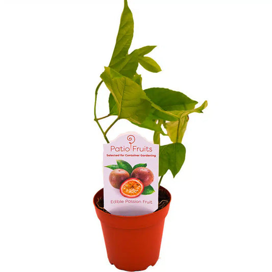 4-inch Patio Fruit Passion Fruit – Exotic Vining Plant – 15 Unit Case