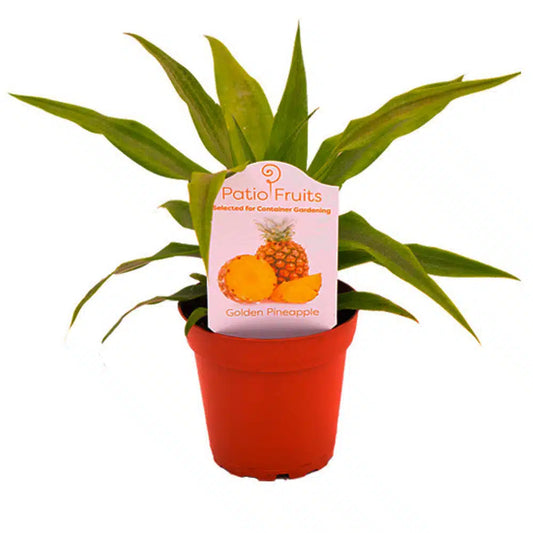 4-inch Patio Fruit Pineapple – Iconic Tropical Fruit Plant – 15 Unit Case