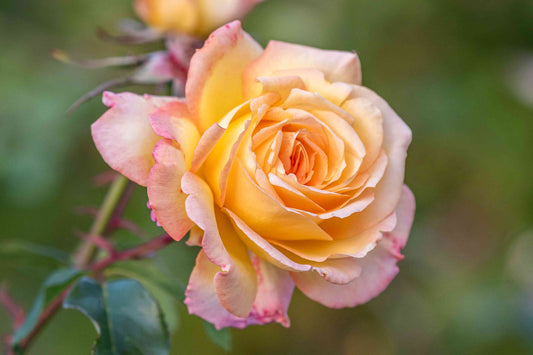 Peace Rose Rooted Stump – Iconic Yellow & Pink Hybrid Tea Rose | Fragrant, Hardy & Repeat Bloomer