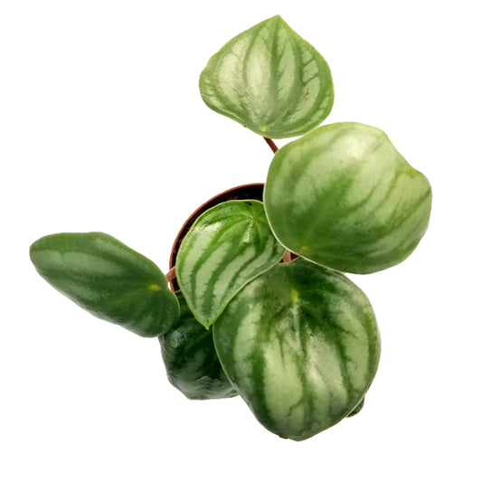 peperomia argyreia 'watermelon peperomia'