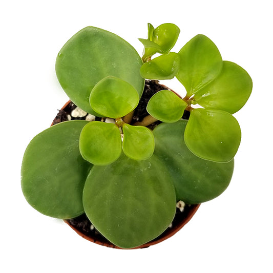 peperomia 'hope'