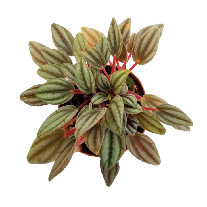 peperomia 'rosso'