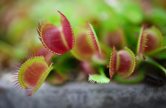 Venus Fly Trap Extra Large 3" Potted