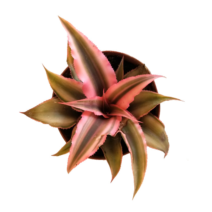 cryptanthus bivittatus 'earth star'